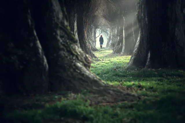 Person walking down tree-lined path.